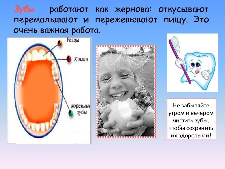 Зубы работают как жернова: откусывают перемалывают и пережевывают пищу. Это очень важная работа. Не