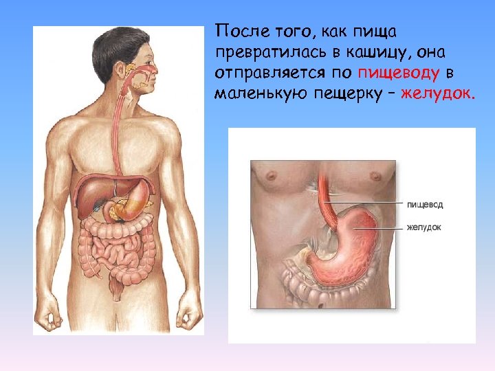 После того, как пища превратилась в кашицу, она отправляется по пищеводу в маленькую пещерку