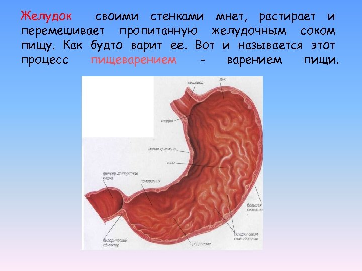 Желудок 5. Пищеварительная система желудок. Желудок 3 класс окружающий мир. Объём желудка взрослого человека. Желудок человека 3 класс окружающий мир.