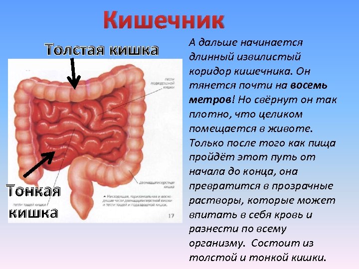Тонкий кишечник система органов какая. Пищеварительная система тонкая и толстая кишка. Строение тела человека кишечник.