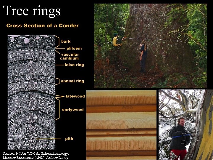 Tree rings Sources: NOAA WDC for Palaeoclimatology, Matthew Brookhouse (ANU), Andrew Lorrey 