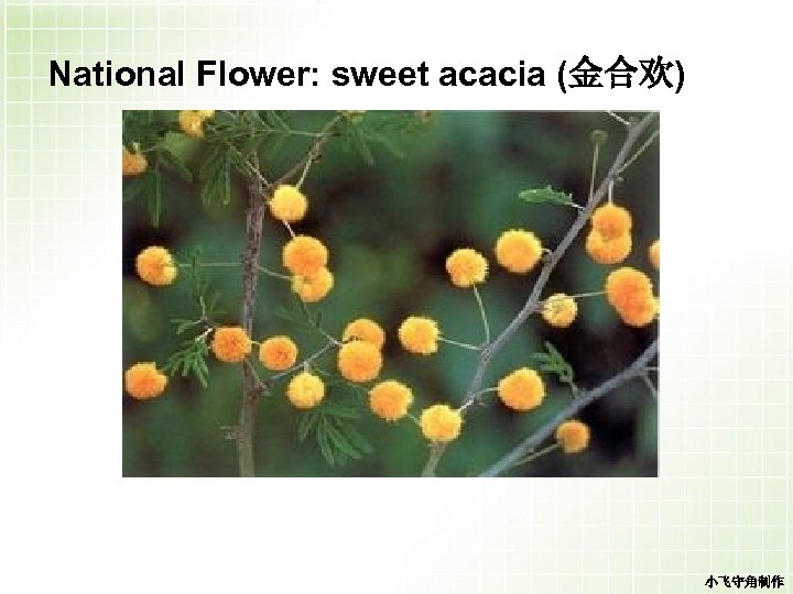 National Flower: sweet acacia (金合欢) 小飞守角制作 