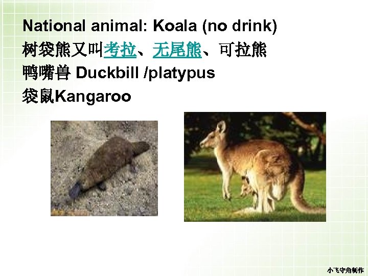 National animal: Koala (no drink) 树袋熊又叫考拉、无尾熊、可拉熊 鸭嘴兽 Duckbill /platypus 袋鼠Kangaroo 小飞守角制作 