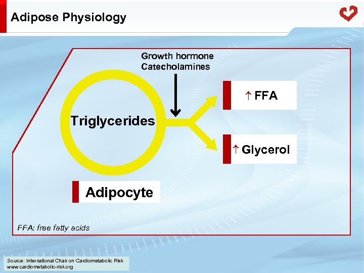 Adipose Physiology Growth hormone Catecholamines FFA Triglycerides Glycerol Adipocyte FFA: free fatty acids Source: