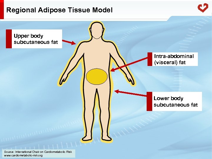 Regional Adipose Tissue Model Upper body subcutaneous fat Intra-abdominal (visceral) fat Lower body subcutaneous