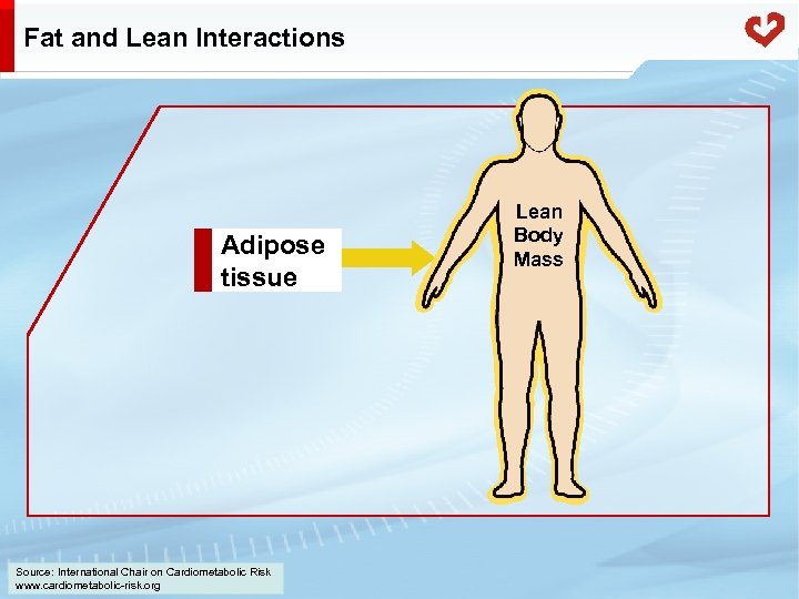 Fat and Lean Interactions Adipose tissue Source: International Chair on Cardiometabolic Risk www. cardiometabolic-risk.