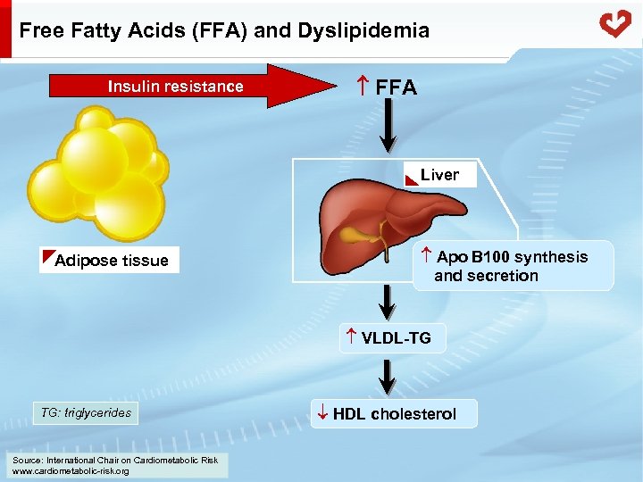 Free Fatty Acids (FFA) and Dyslipidemia Insulin resistance FFA Liver Adipose tissue Apo B