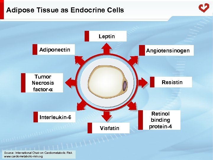 Adipose Tissue as Endocrine Cells Leptin Adiponectin Angiotensinogen Tumor Necrosis factor- Resistin Interleukin-6 Visfatin