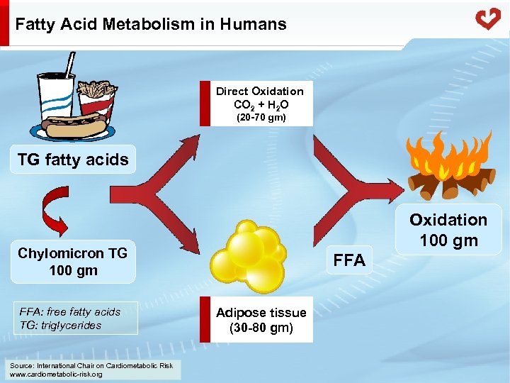 Fatty Acid Metabolism in Humans Direct Oxidation CO 2 + H 2 O (20