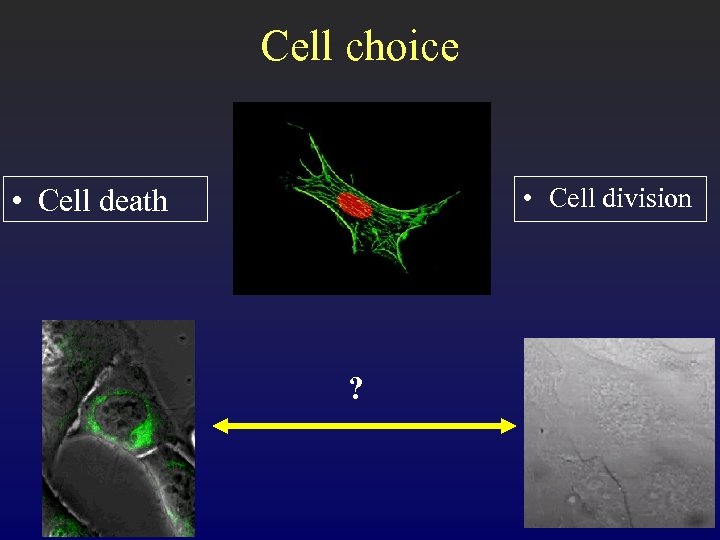 Cell choice • Cell division • Cell death ? 