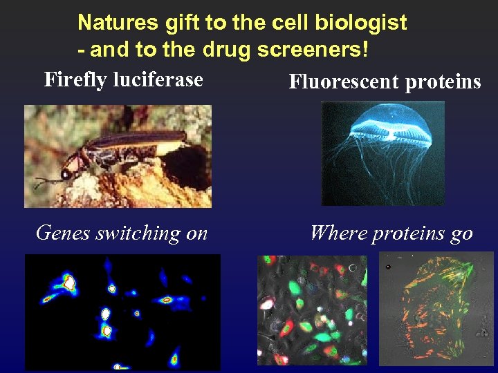 Natures gift to the cell biologist - and to the drug screeners! Firefly luciferase