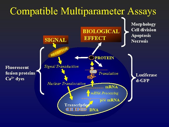 Compatible Multiparameter Assays SIGNAL BIOLOGICAL EFFECT Morphology Cell division Apoptosis Necrosis R TO EP