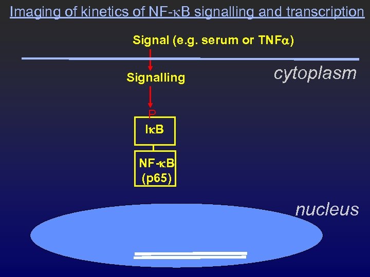 Imaging of kinetics of NF-k. B signalling and transcription Signal (e. g. serum or