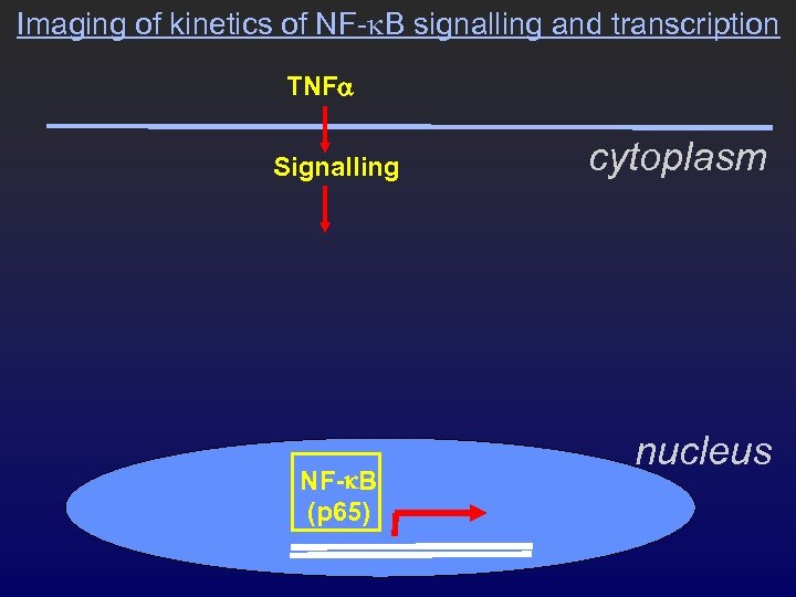 Imaging of kinetics of NF-k. B signalling and transcription TNFa Signalling NF-k. B (p