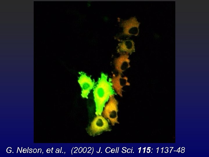 G. Nelson, et al. , (2002) J. Cell Sci. 115: 1137 -48 