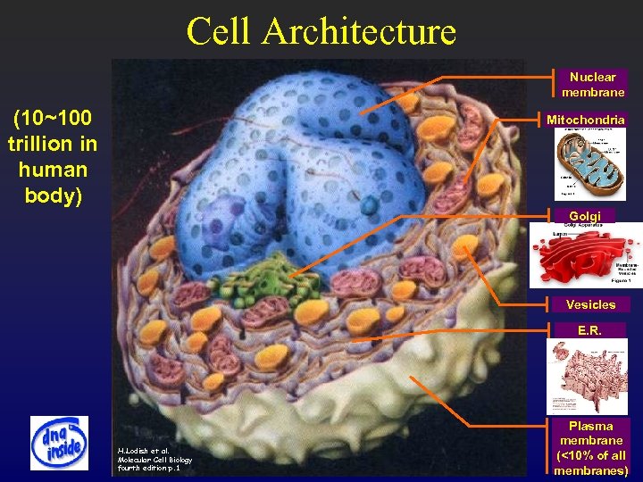 Cell Architecture Nuclear membrane (10~100 trillion in human body) Mitochondria Golgi Vesicles E. R.