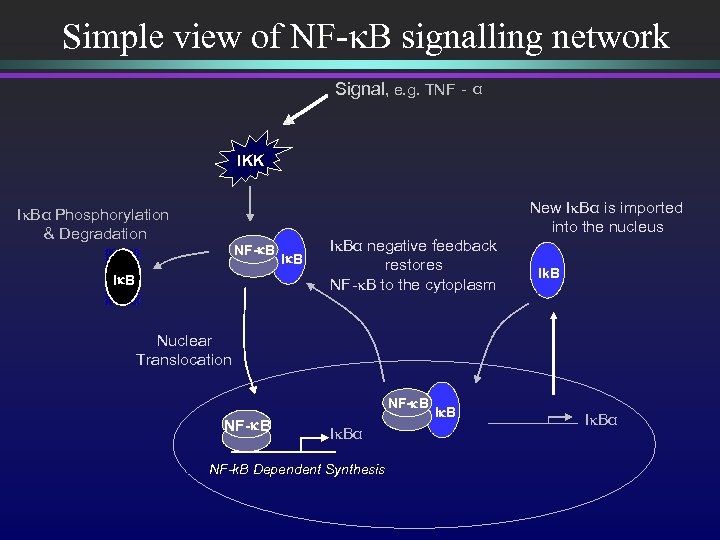Simple view of NF-k. B signalling network Signal, e. g. TNF - α IKK