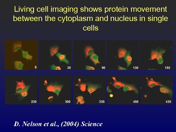 Living cell imaging shows protein movement between the cytoplasm and nucleus in single cells
