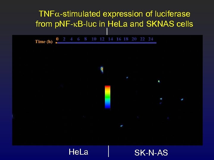 TNFa-stimulated expression of luciferase from p. NF-k. B-luc in He. La and SKNAS cells