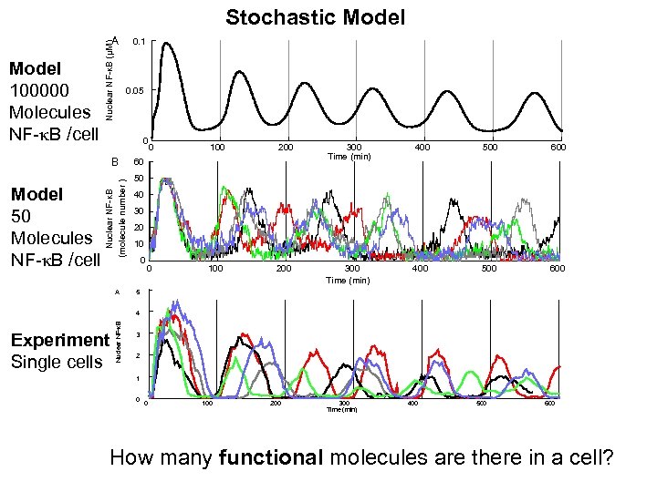 Stochastic Model 100000 Molecules NF-k. B /cell Nuclear NF-κB (μM) A 0. 1 0.