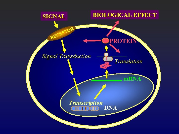 BIOLOGICAL EFFECT SIGNAL R C RE PTO E PROTEIN Signal Transduction Translation m. RNA