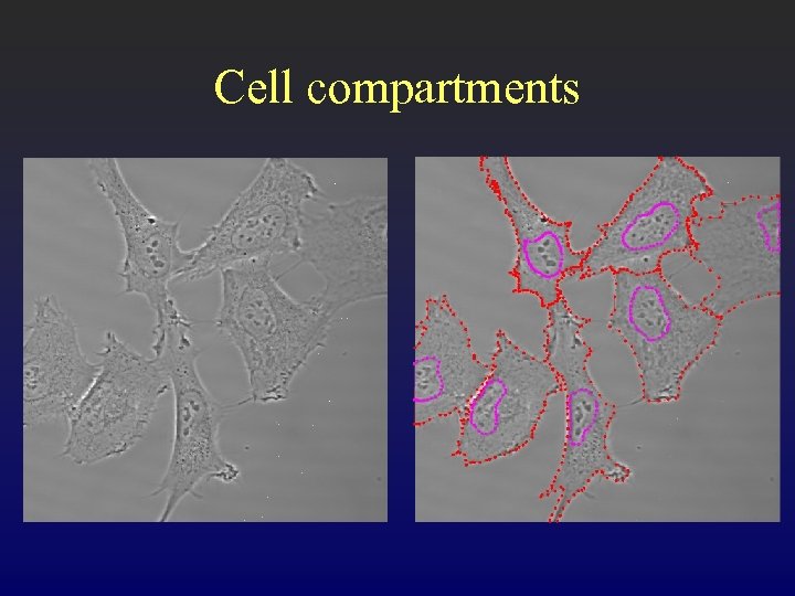 Cell compartments 
