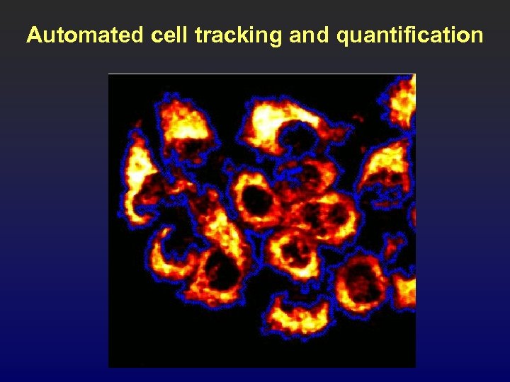 Automated cell tracking and quantification 
