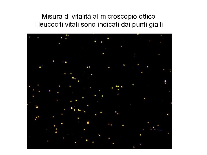 Misura di vitalità al microscopio ottico I leucociti vitali sono indicati dai punti gialli