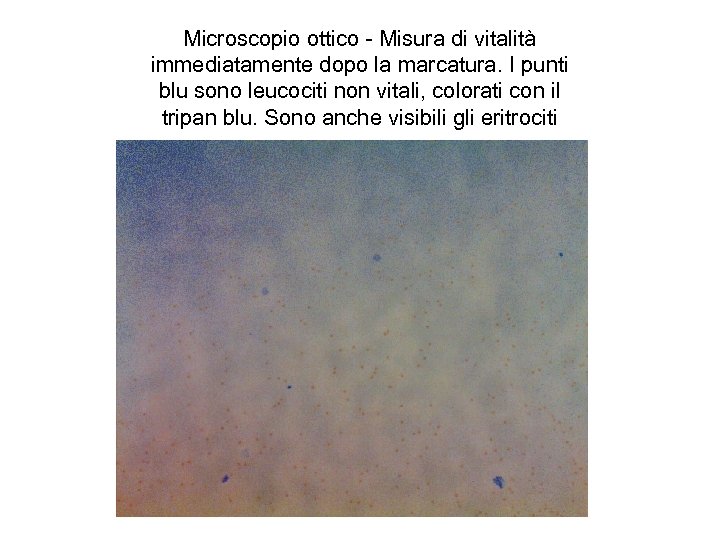 Microscopio ottico - Misura di vitalità immediatamente dopo la marcatura. I punti blu sono