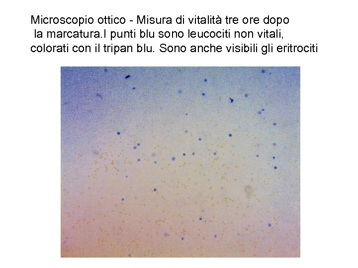 Microscopio ottico - Misura di vitalità tre ore dopo la marcatura. I punti blu