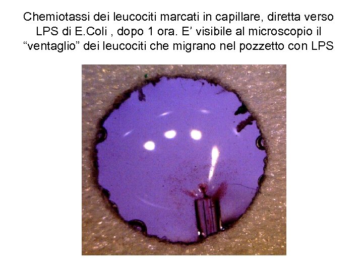 Chemiotassi dei leucociti marcati in capillare, diretta verso LPS di E. Coli , dopo