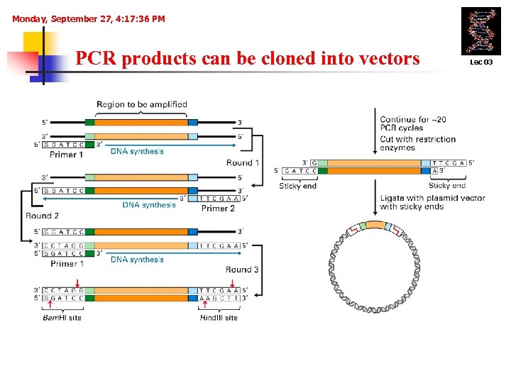 Monday, September 27, 4: 17: 36 PM PCR products can be cloned into vectors