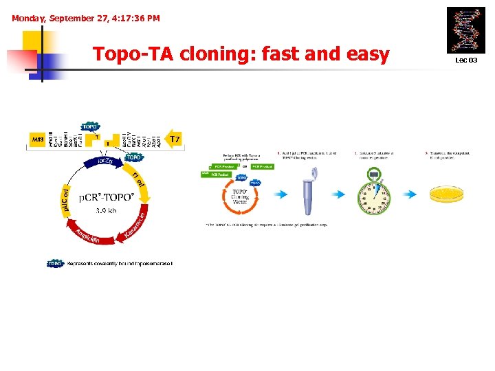 Monday, September 27, 4: 17: 36 PM Topo-TA cloning: fast and easy Lec 03