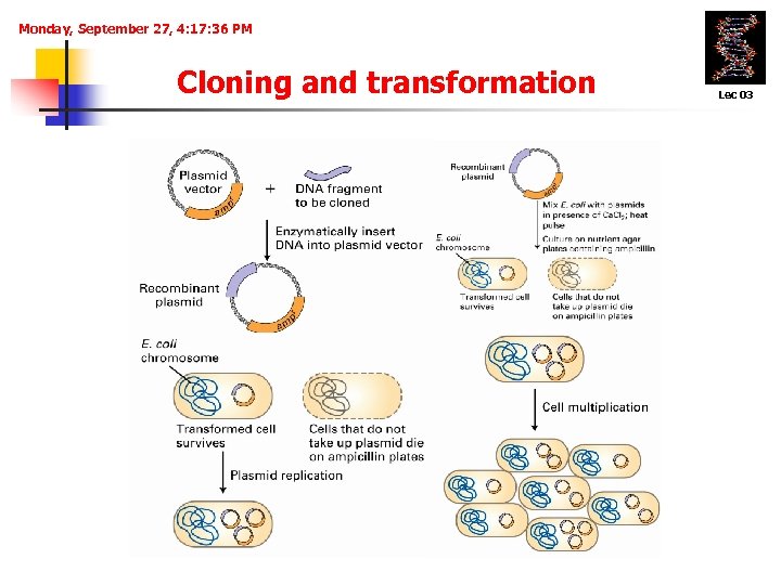 Monday, September 27, 4: 17: 36 PM Cloning and transformation Lec 03 