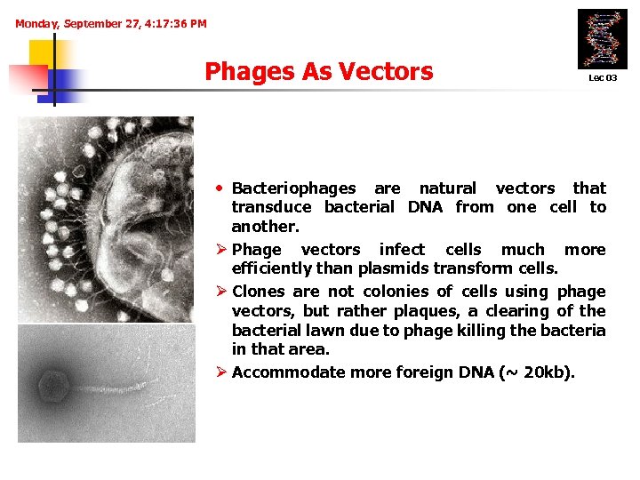 Monday, September 27, 4: 17: 36 PM Phages As Vectors • Bacteriophages Lec 03