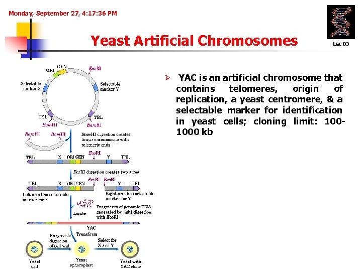 Monday, September 27, 4: 17: 36 PM Yeast Artificial Chromosomes Lec 03 Ø YAC