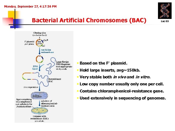 Monday, September 27, 4: 17: 36 PM Bacterial Artificial Chromosomes (BAC) Lec 03 •