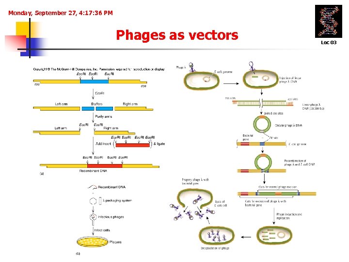 Monday, September 27, 4: 17: 36 PM Phages as vectors Lec 03 