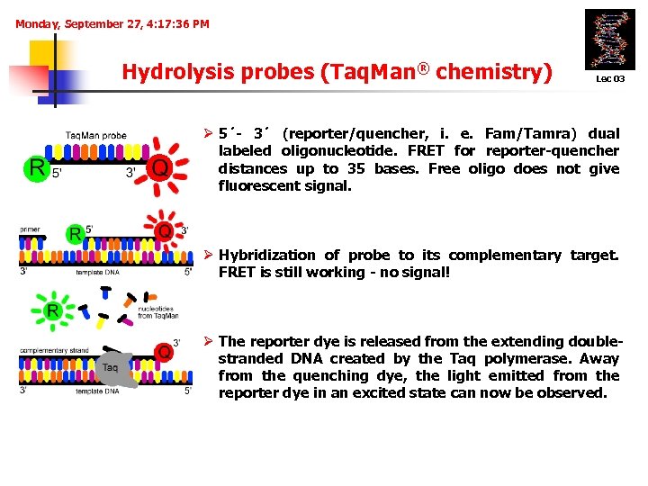 Monday, September 27, 4: 17: 36 PM Hydrolysis probes (Taq. Man® chemistry) 1. Lec