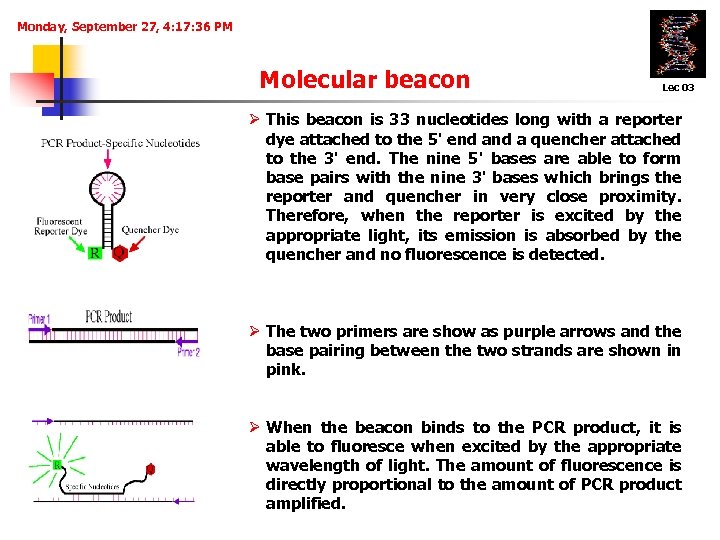 Monday, September 27, 4: 17: 36 PM Molecular beacon Lec 03 Ø This beacon