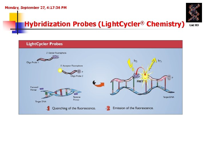 Monday, September 27, 4: 17: 36 PM Hybridization Probes (Light. Cycler® Chemistry) Lec 03