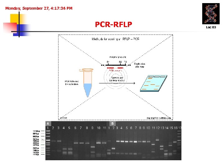 Monday, September 27, 4: 17: 36 PM PCR-RFLP Lec 03 