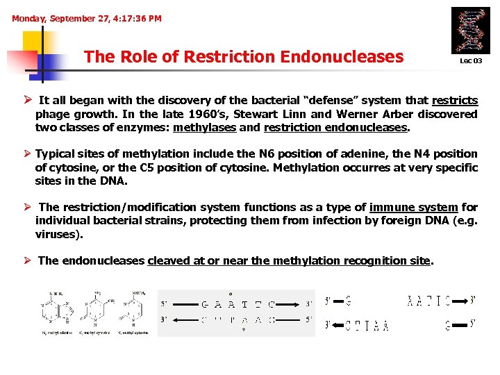 Monday, September 27, 4: 17: 36 PM The Role of Restriction Endonucleases Lec 03