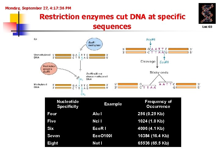 Monday, September 27, 4: 17: 36 PM Restriction enzymes cut DNA at specific sequences