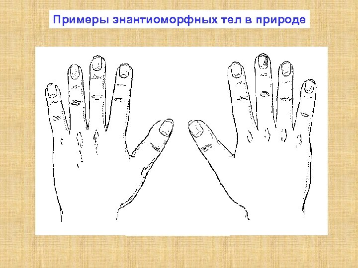Примеры энантиоморфных тел в природе Зеркальная симметрия 