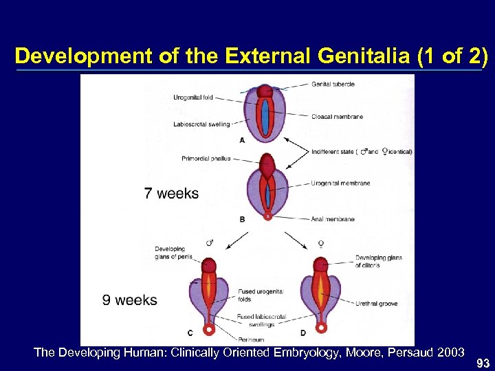 Development of the External Genitalia (1 of 2) The Developing Human: Clinically Oriented Embryology,