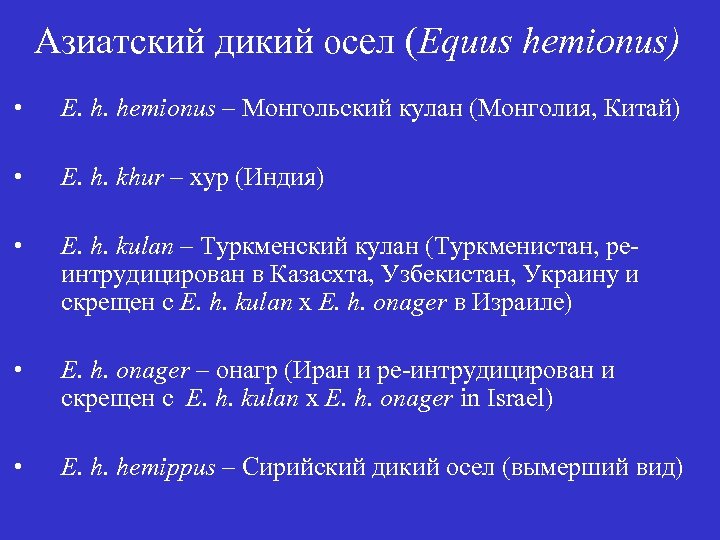 Азиатский дикий осел (Equus hemionus) • E. h. hemionus – Монгольский кулан (Монголия, Китай)