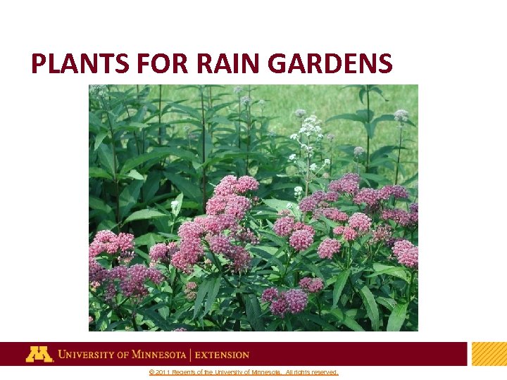 PLANTS FOR RAIN GARDENS 32 © 2011 Regents of the University of Minnesota. All