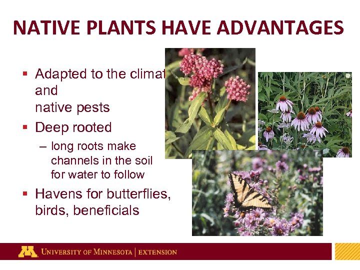 NATIVE PLANTS HAVE ADVANTAGES § Adapted to the climate and native pests § Deep
