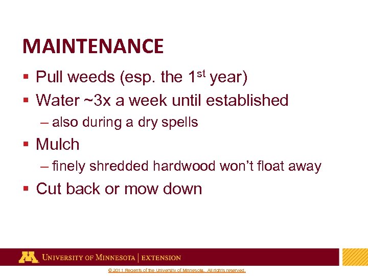 MAINTENANCE § Pull weeds (esp. the 1 st year) § Water ~3 x a